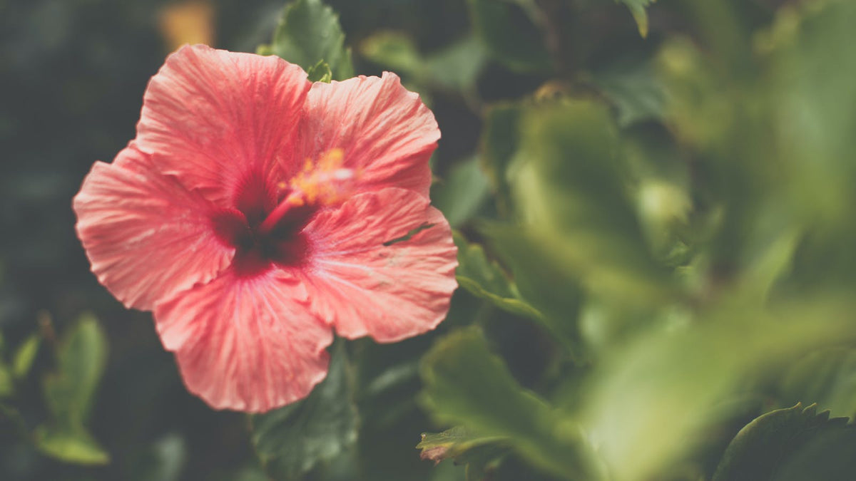 La fleur d'Hibiscus, une fleur qui nous veut du bien – muntsakineyoga