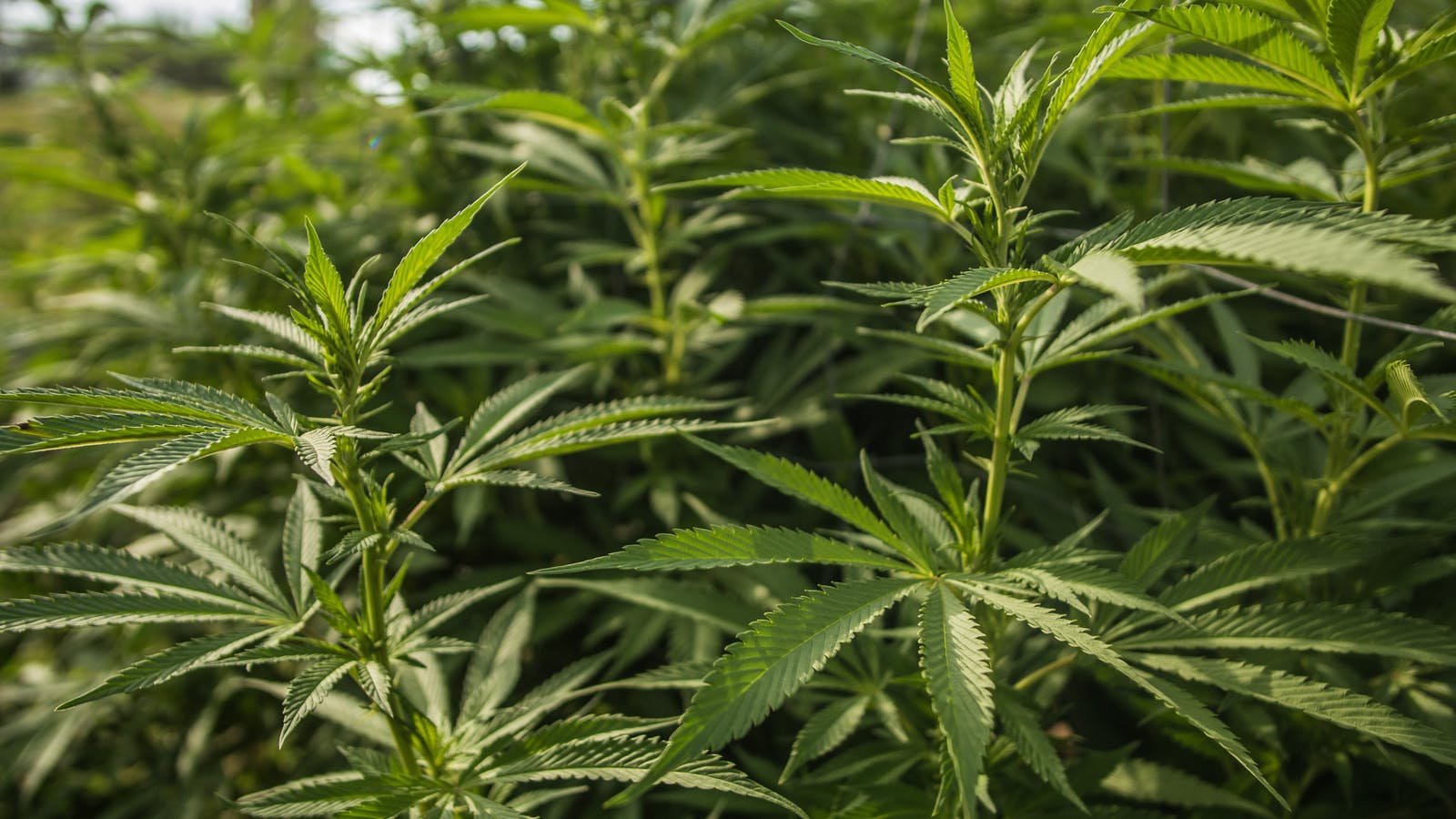 Le chanvre : une plante aux multiples bienfaits - Epycure