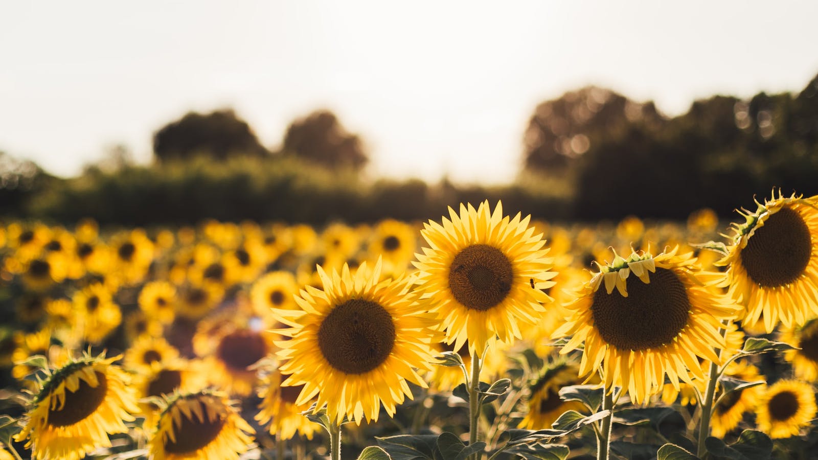 Vitamine D : pourquoi en avons-nous besoin ? - Epycure