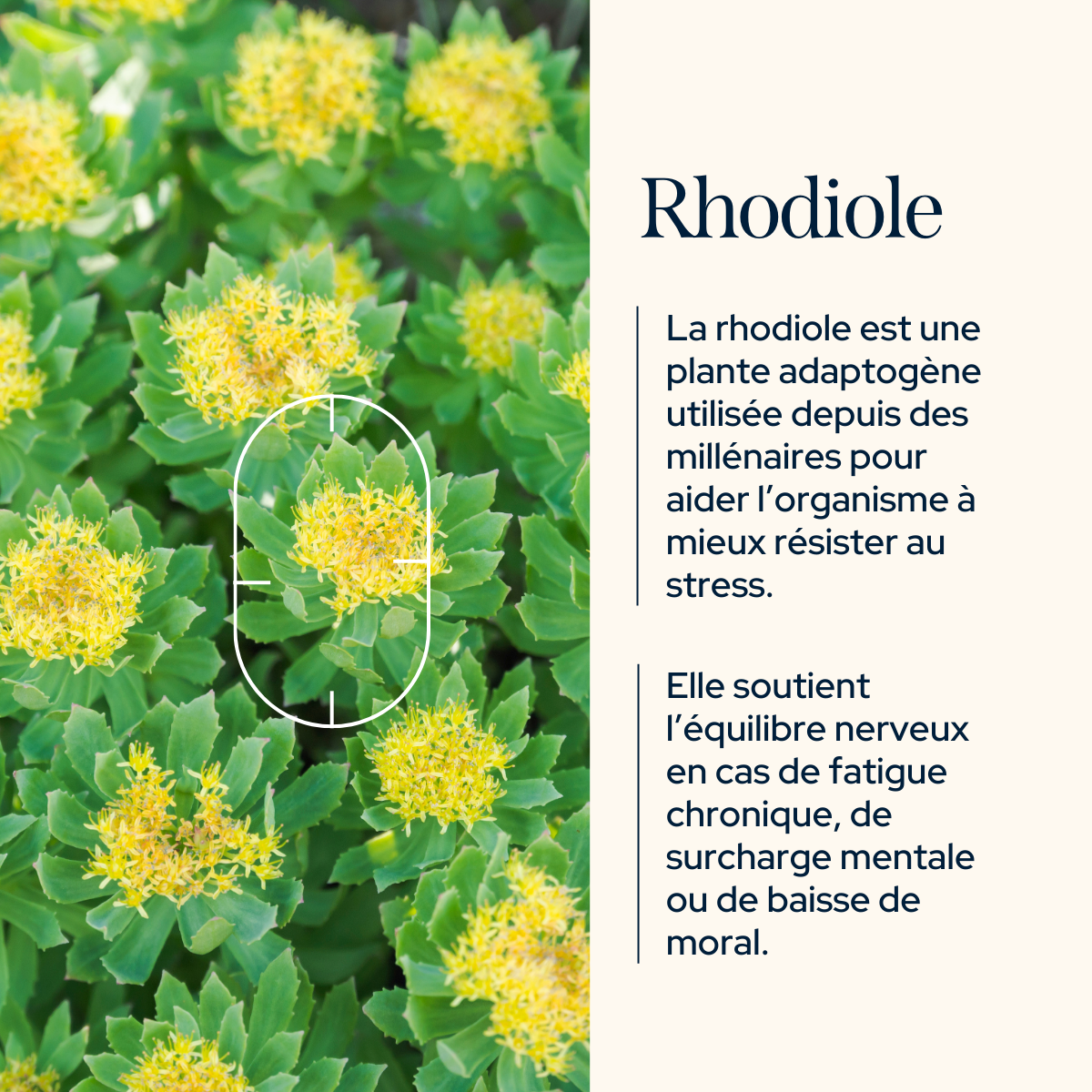 Vitality routine