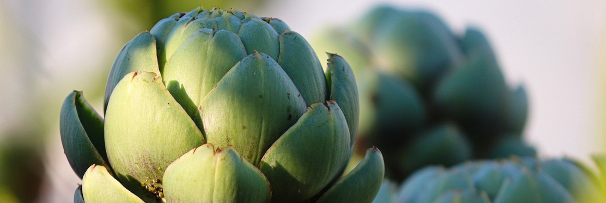 Pourquoi et comment intégrer les probiotiques dans sa routine beauté et bien-être ?
