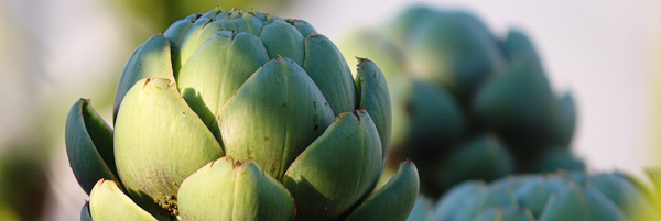 Pourquoi et comment intégrer les probiotiques dans sa routine beauté et bien-être ?