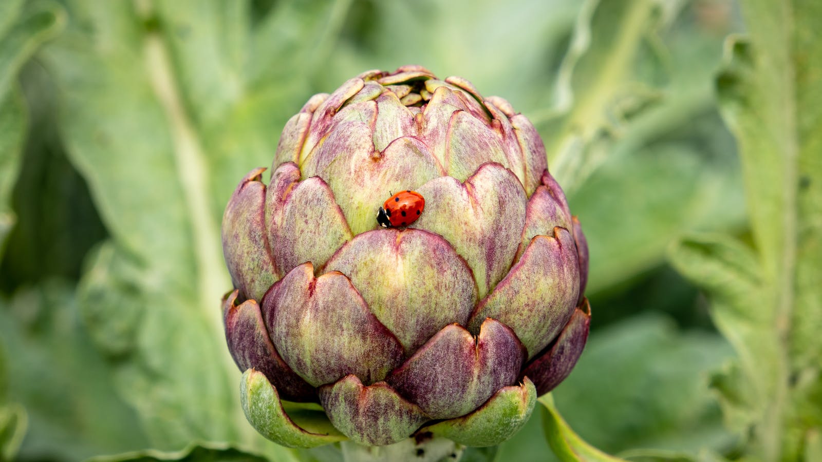 L’artichaut, l’ami de la digestion - Epycure