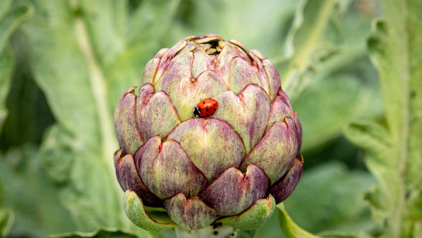 L’artichaut, l’ami de la digestion