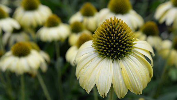 L'échinacée pour renforcer votre immunité