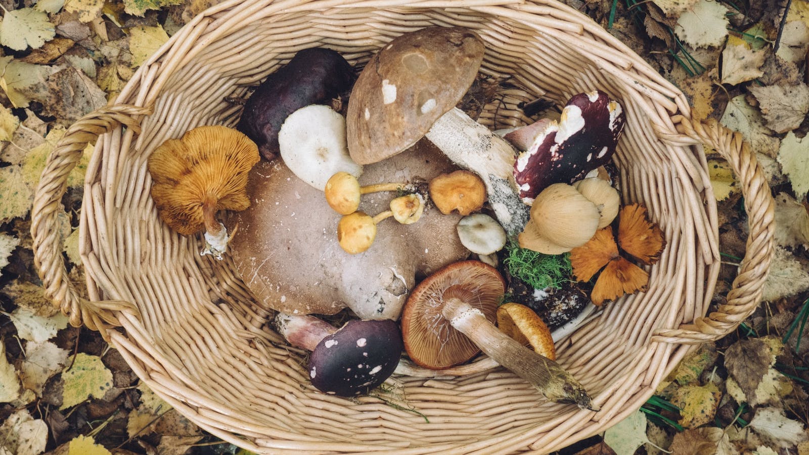 Les bienfaits insoupçonnés des champignons - Epycure