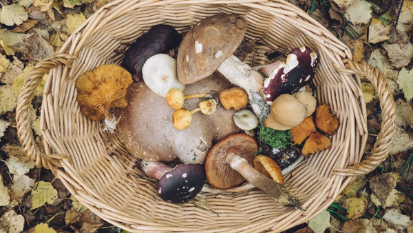 Les bienfaits insoupçonnés des champignons