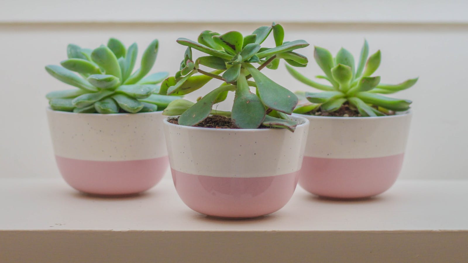 Les meilleures plantes pour le sommeil - Epycure