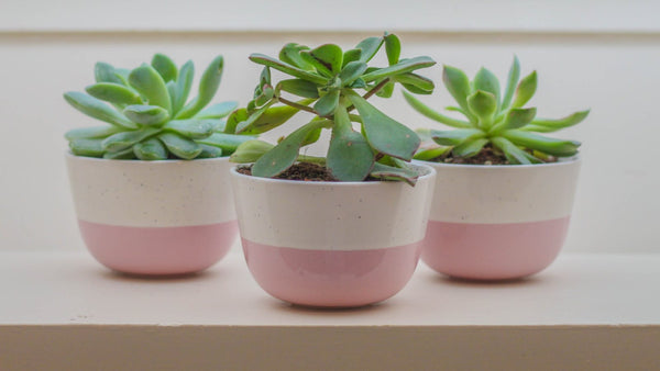 Les meilleures plantes pour le sommeil