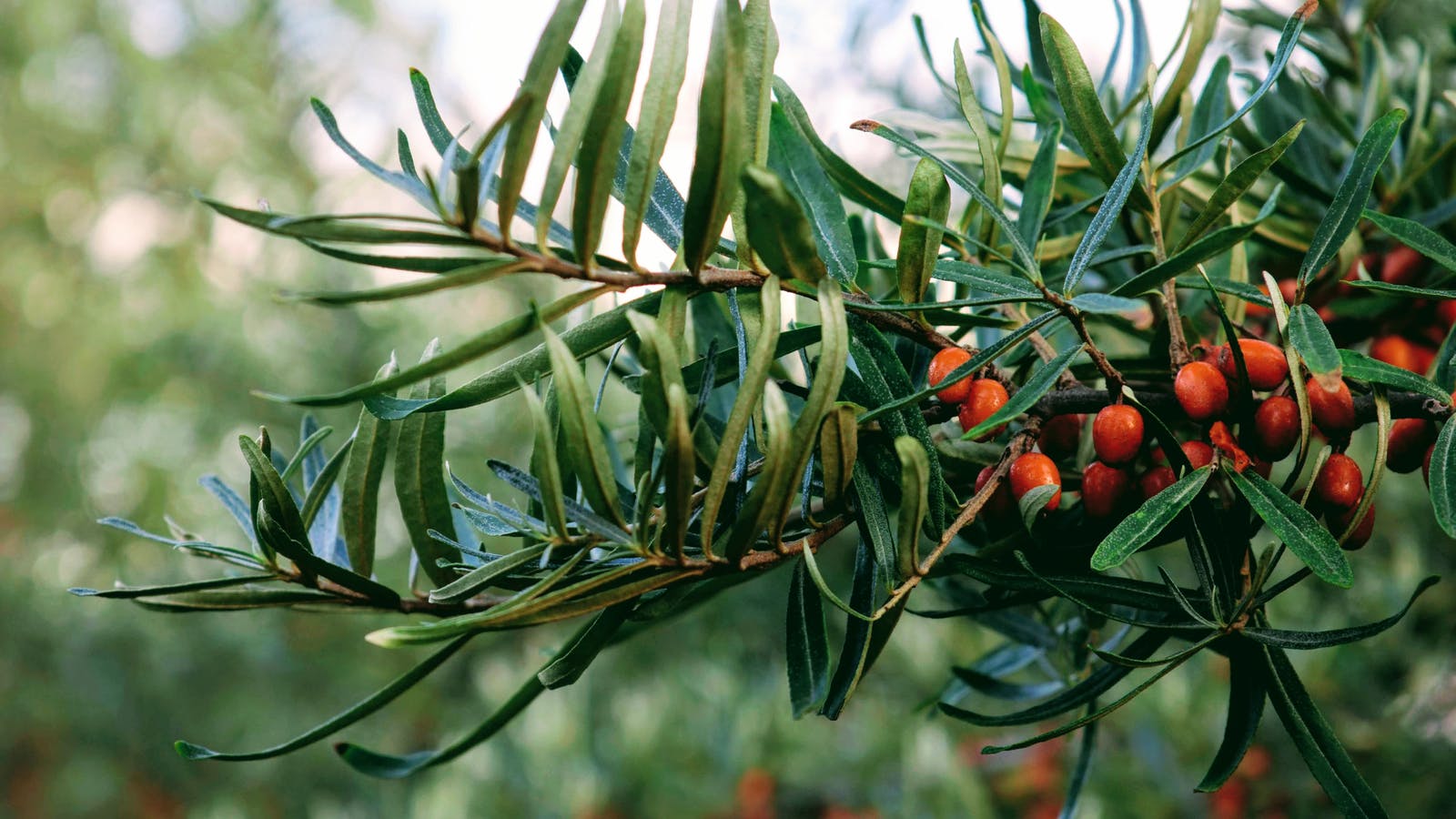 Les meilleures sources de vitamine C - Epycure