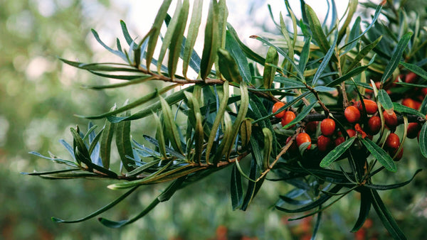 Les meilleures sources de vitamine C