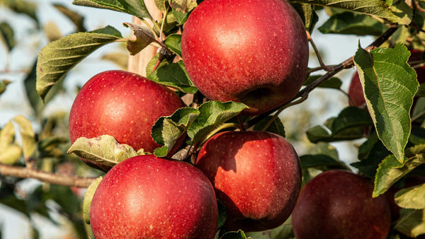 Les meilleurs aliments pour lutter contre les allergies saisonnières