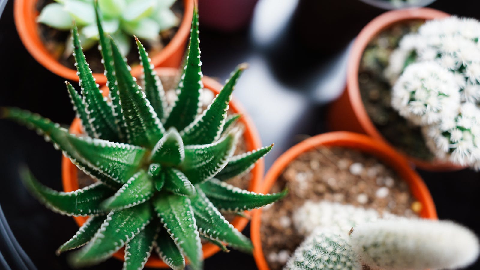 Les plantes adaptogènes - Epycure