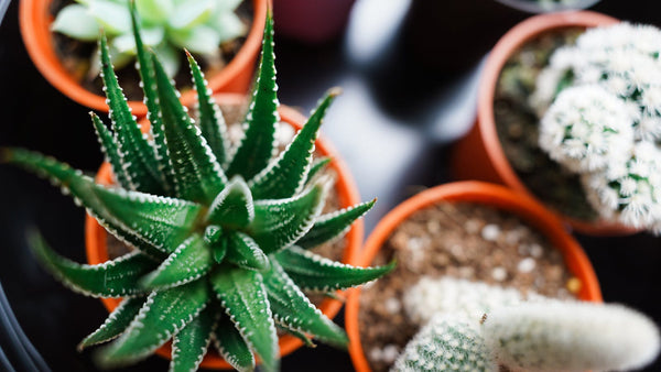 Les plantes adaptogènes