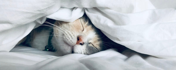 Comment mieux dormir naturellement : le guide complet pour retrouver un sommeil réparateur