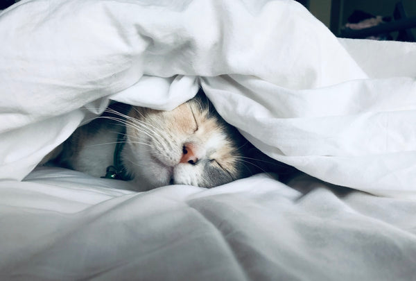 Toujours fatigué au réveil malgré 8h de sommeil : les vraies causes