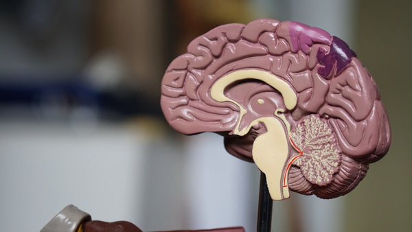 Cortisol et prise de poids : comprendre le lien méconnu entre stress et kilos