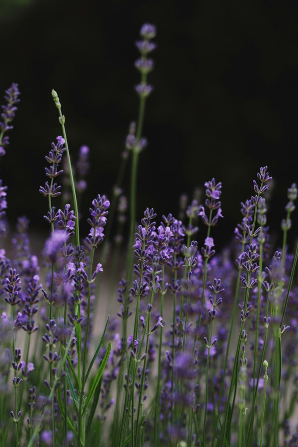 Magnésium et sommeil : le minéral qui change tout pour vos nuits
