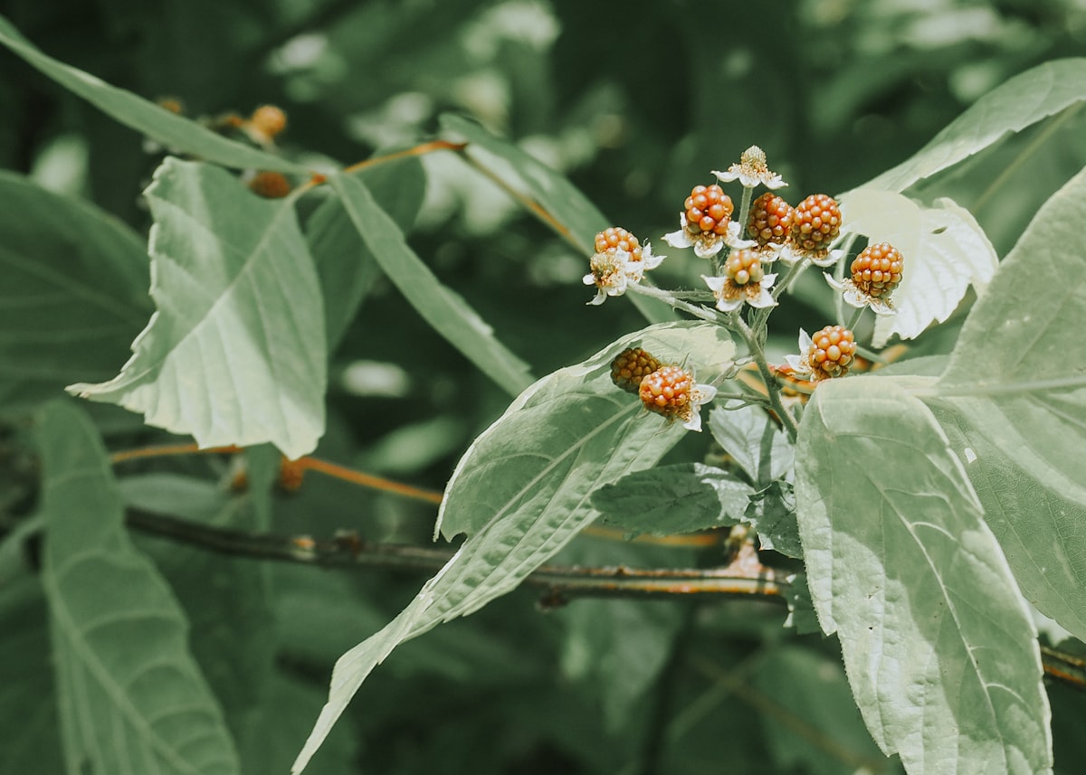 Plantes adaptogènes pour rééquilibrer le cortisol naturellement