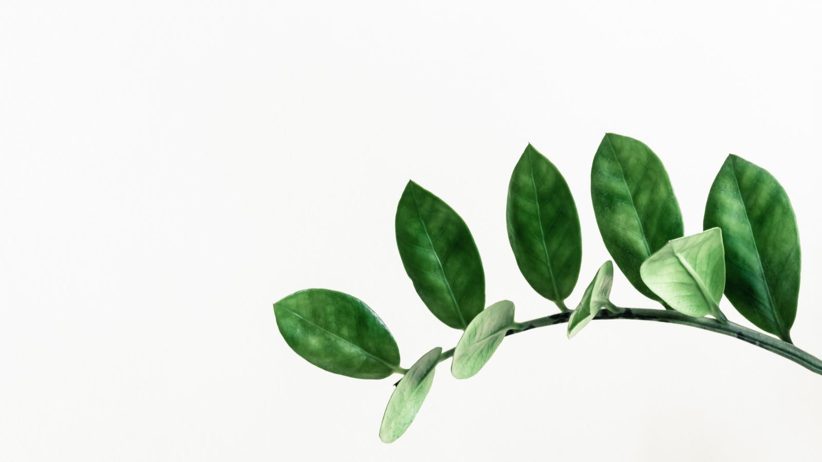 Tout savoir sur les anti-nutriments - Epycure