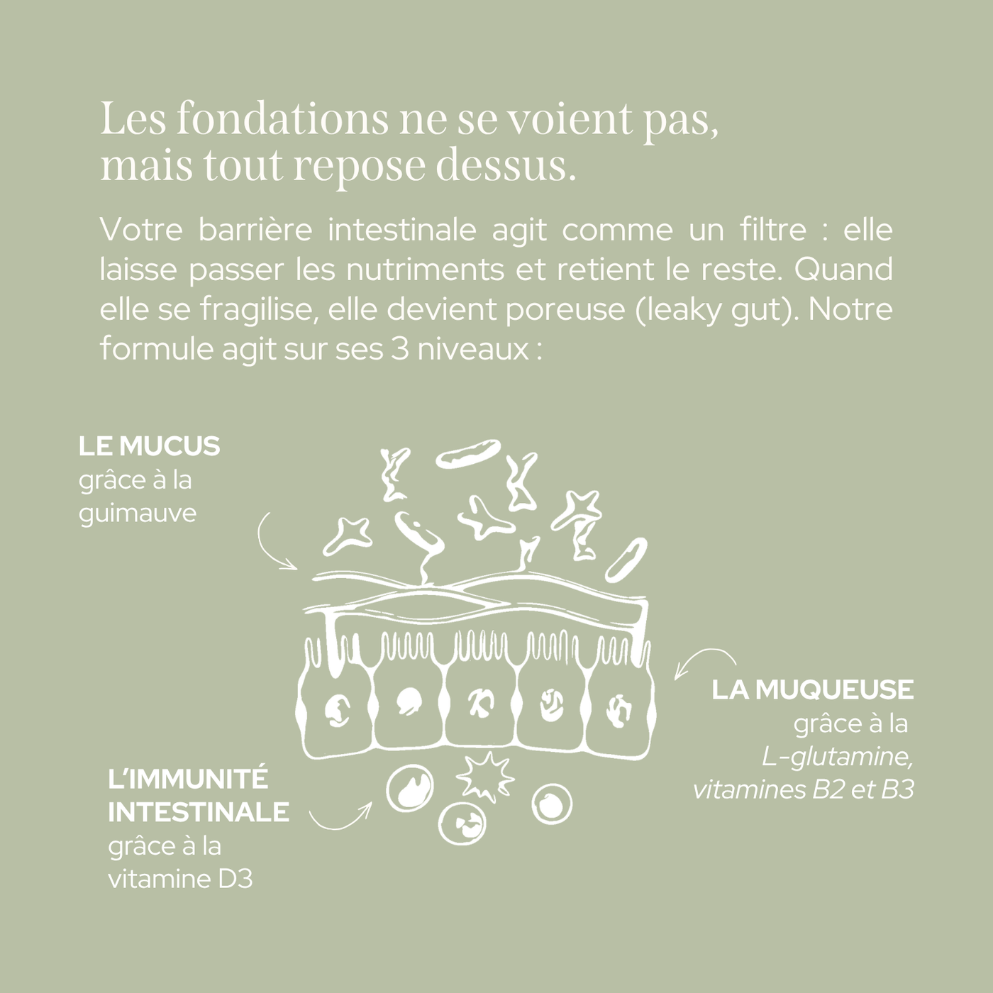 Poudre glutamine & fibres